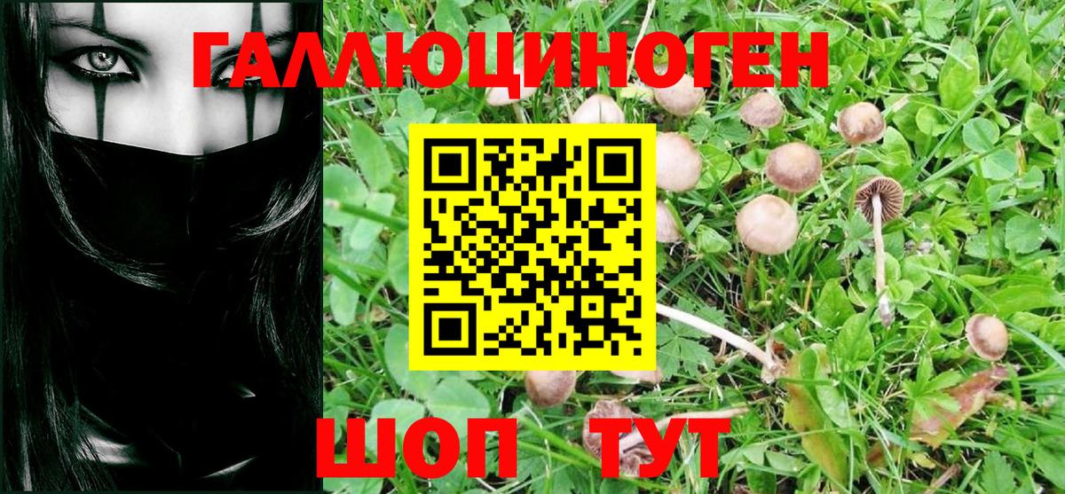 Галлюциногенные грибы Psilocybine cubensis Свободный